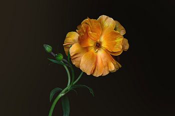 Donkere elegantie 04