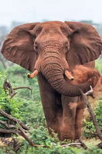 Savannenelefant (Loxodonta africana) männlich, Südafrika