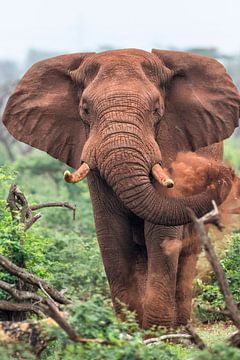 African Elephant (Loxodonta africana) male, Zimanga GR, Kwa Zulu Natal, South Africa by Nature in Stock