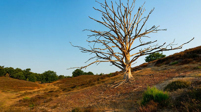 Zonsopkomst op Nationaal Park de Hoge Veluwe by Domenique van der Horst