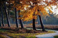 autumn
