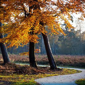 herfst van Ben van Damme