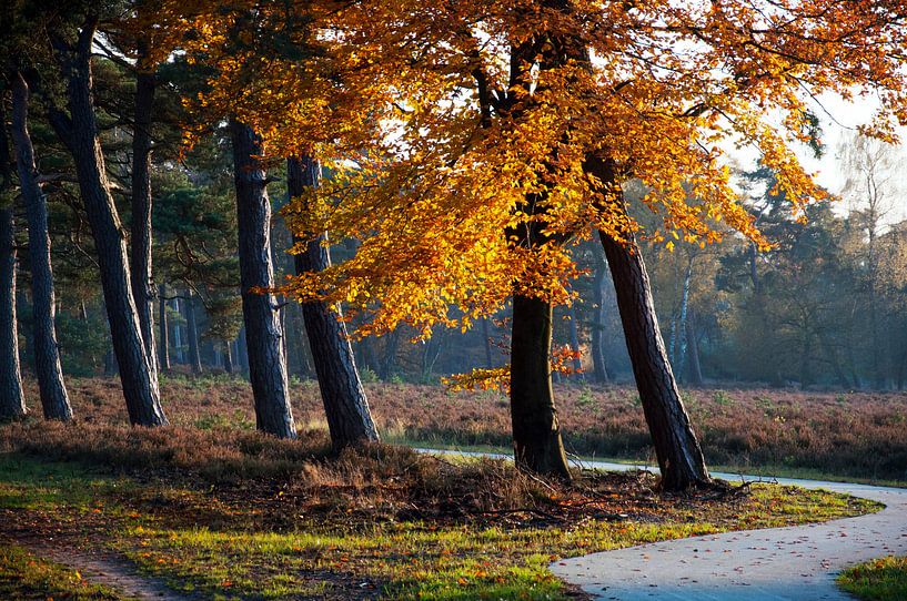 autumn by Ben van Damme
