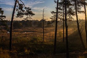Nevel in het landschap