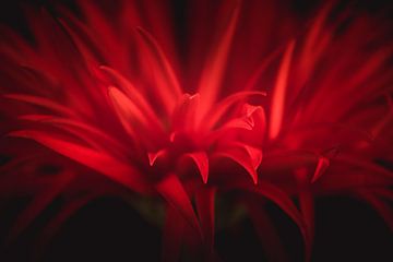 Red details flower dark & moody van Sandra Hazes