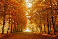 Der volle Herbst