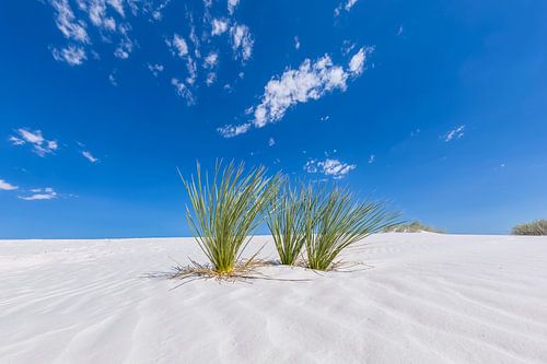 White Sands Impressie