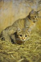 cats