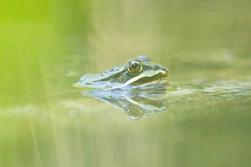 Grüner Frosch von Steffie van der Putten