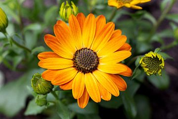 Bloemen | Geel oranje Spaanse Magriet van Femke Steigstra