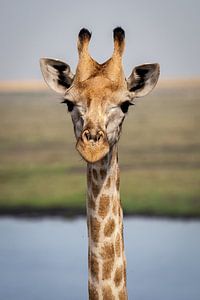 giraffe by Ed Dorrestein
