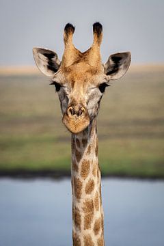Giraffe von Ed Dorrestein