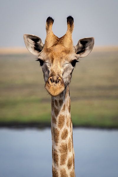 giraffe by Ed Dorrestein