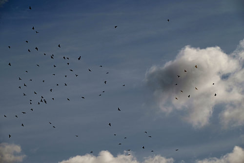 SWARM OF BIRDS