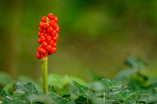 Spotted arum