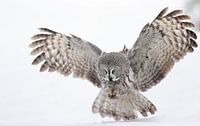 Hunting Great Grey Owl (Strix nebulosa)