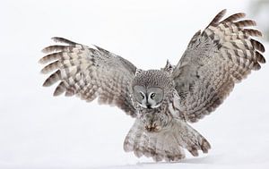 Jagende Laplanduil (Strix nebulosa) van Beschermingswerk voor aan uw muur