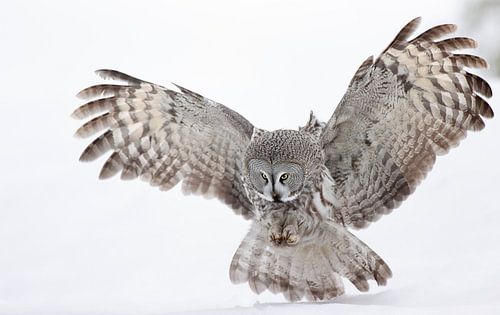 Jagende Laplanduil (Strix nebulosa)