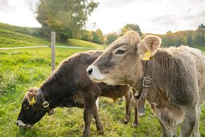 Une adorable vache dans l'Allgäu