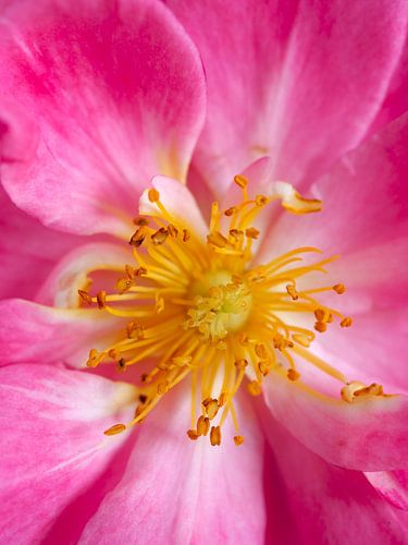 Macro Pink flower powerful