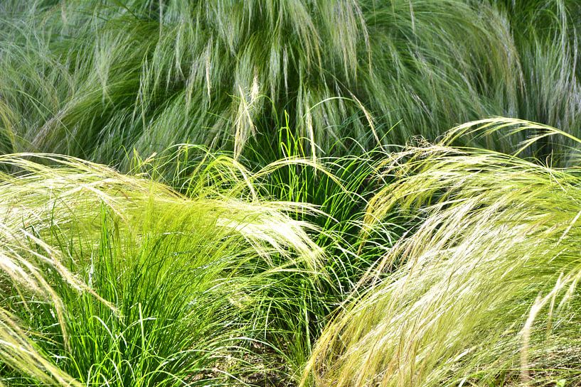 Strandhafer van Edgar Schermaul