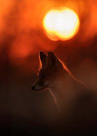 Fox during golden hour by Patrick van Bakkum