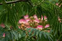 Seidenbaum - Konstantinopel-Akazie - Albizia