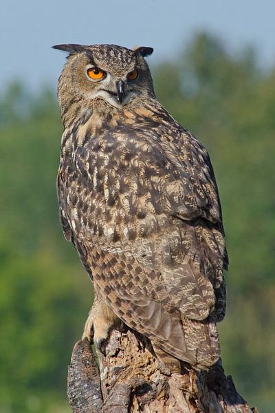Eule auf Baumstumpf von Petra Vastenburg