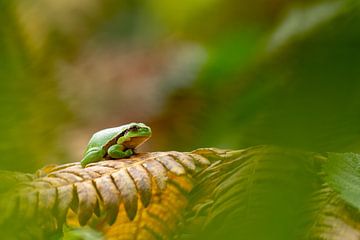 Tree frog on fern leaf by Mariëro Fotografie