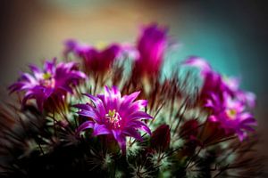 Makro Kaktus mit lila Blüten und Stacheln mit Bokeh Details und Nahaufnahme