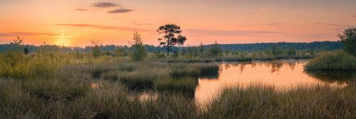 Panorama en zonsopkomst in het Nationale Park Dwingelderveld