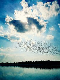 Migration sur Angelo Cerantola