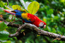 Costa Rica – wo Natur, Abenteuer und pure Schönheit aufeinander treffen
