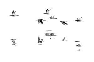 Vogelvlucht van Anja Brouwer Fotografie