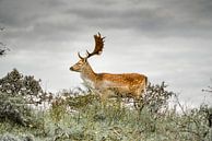Peking fallow deer on a hilltop by The Book of Wandering thumbnail