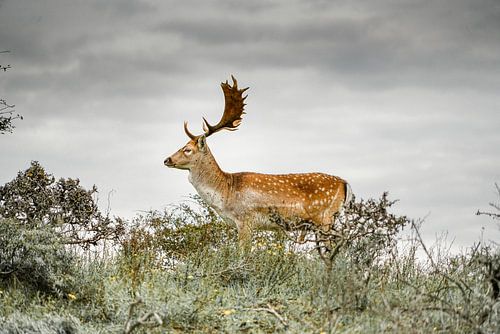 Daim de Pékin sur une colline