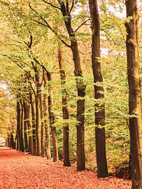 The lane of trees in front of me in colour
