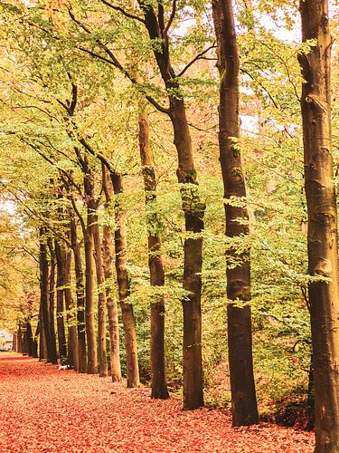 The lane of trees in front of me in colour