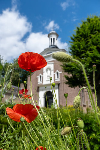 Rote Mohnblumen im Herzen von Breda