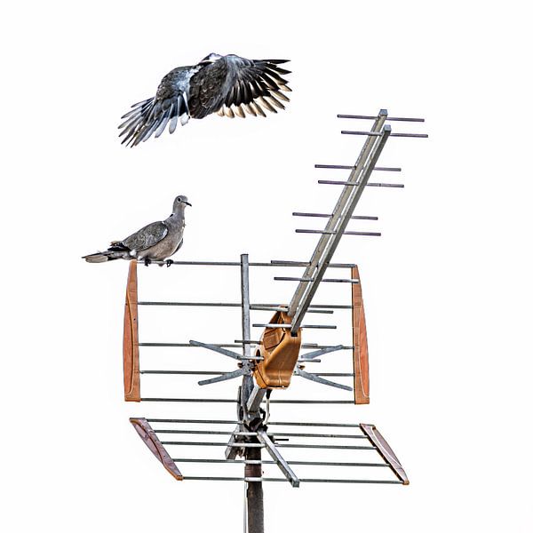 Pigeons and a television antenna with a white background by Harrie Muis