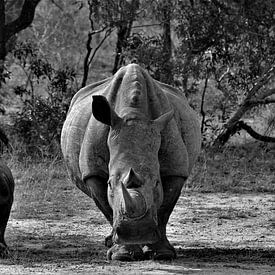 rhinocéros et bébé sur Christiaan Van Den Berg