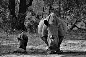 rhinocéros et bébé sur Christiaan Van Den Berg