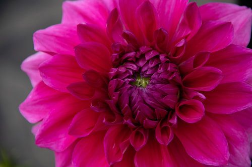 Dahlia