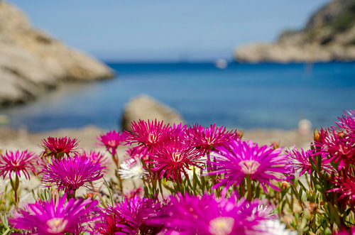 Bloemen aan de baai van Sant Miquel