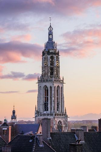 Candy Colored Cunera