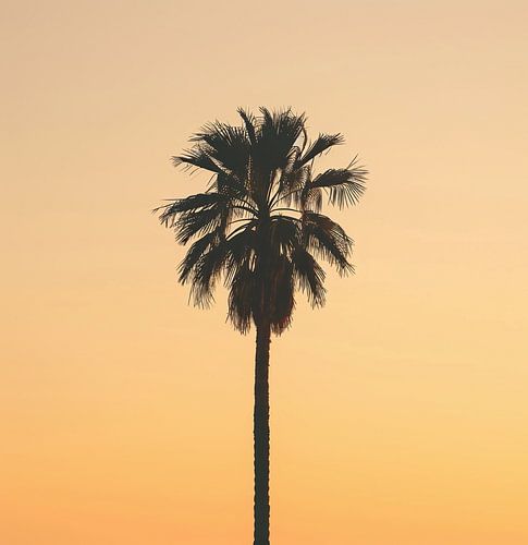 Palm tree in the evening light