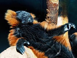 The Sun Devotee (Red Vari)