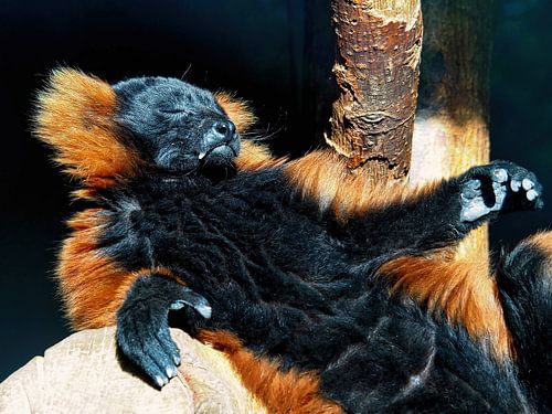 The Sun Devotee (Red Vari)