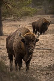 Europäischer Bison in ruhiger Landschaft – Fine-Art-Naturfotografie