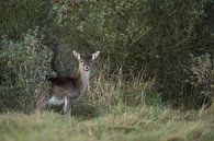 Damhirsch ( Dama dama ), Kahlwild, Weibchen, steht versteckt zwischen Büschen und beobachtet aufmerk par wunderbare Erde Aperçu